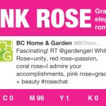 The color of the day is PINK ROSE