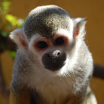 Image of Spider Monkey