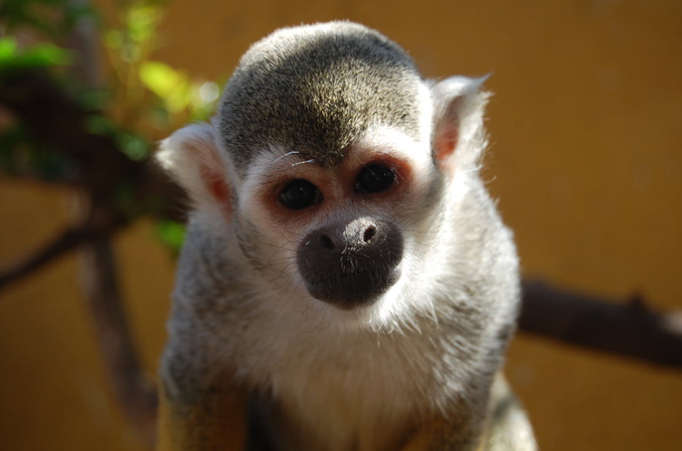 Image of Spider Monkey